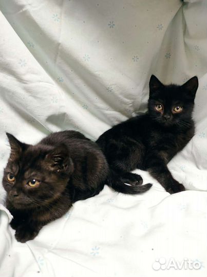 Котята 2 месяца
