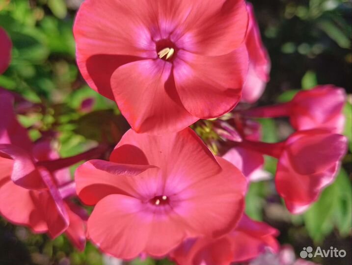 Флоксы многолетние более 70сортов