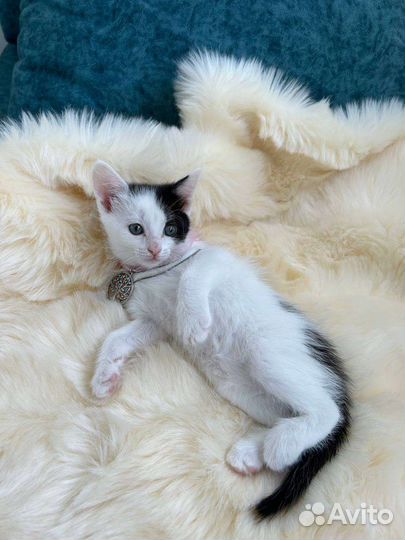 2 девочки родились 1 июля кушают все игривые