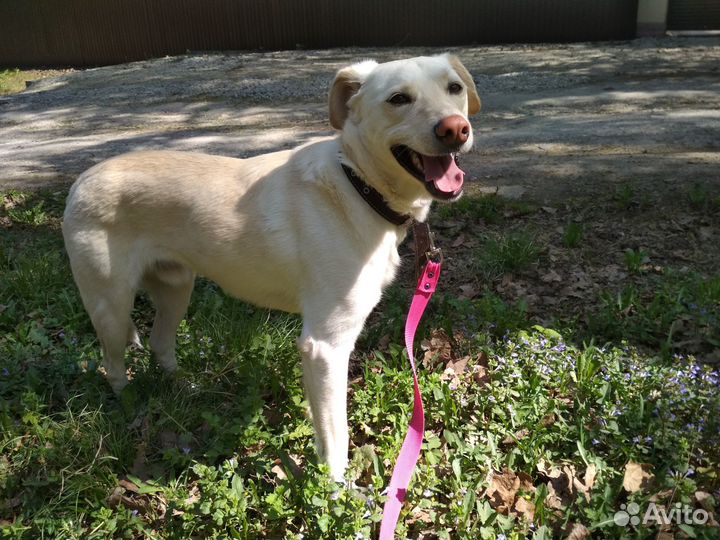 Молодой пёс в добрые руки