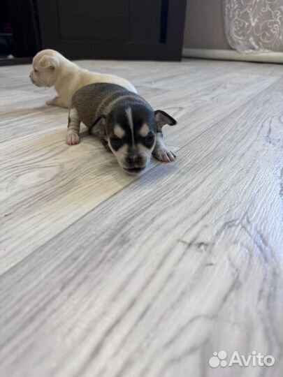 Той-терьер щенки