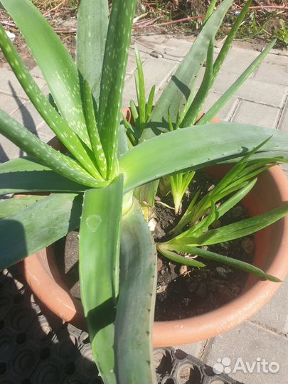 Алое. Укорененные детки