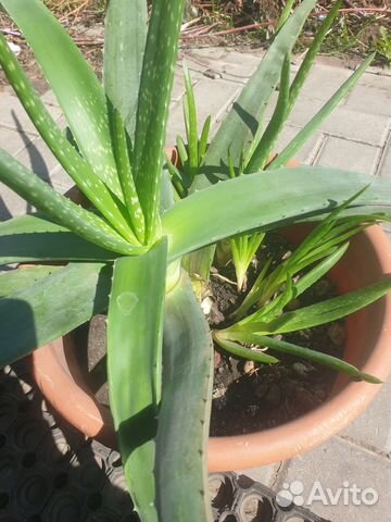 Алое. Укорененные детки