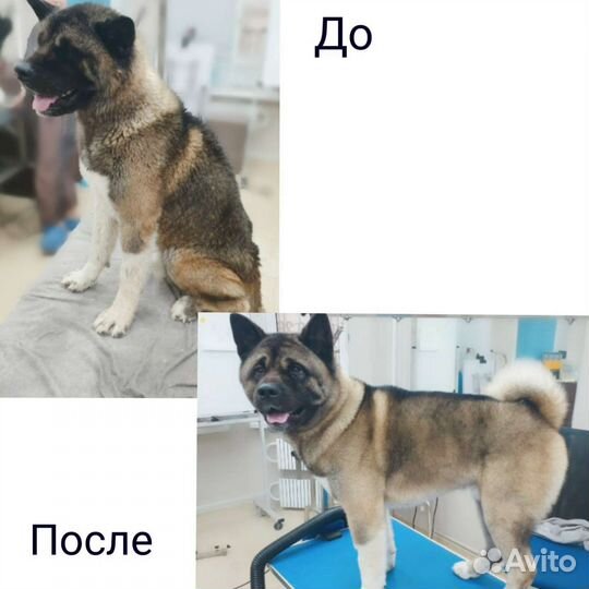 Услуги грумера