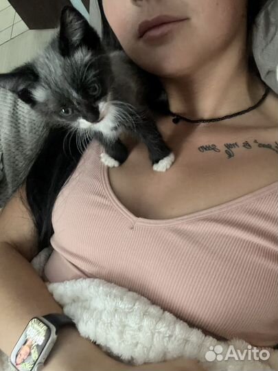 Котик в добрые руки