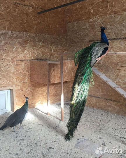 Фазаны павлины