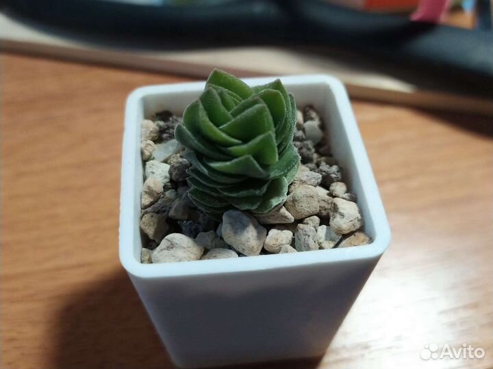 Суккуленты коллекционные