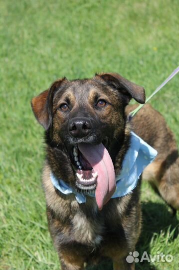 Молодой пёс будет отличным компаньоном