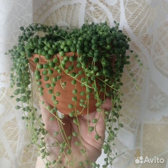 Крестовник роули