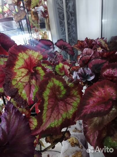 Декоративно лиственная бегония