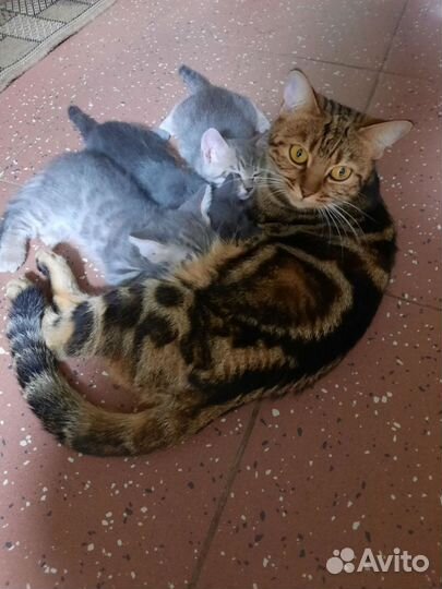 Котята помесь