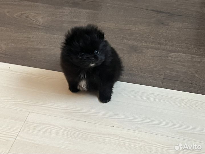 Шпиц померанский черный мальчик и девочка