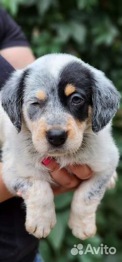 Рони в добрые ручки