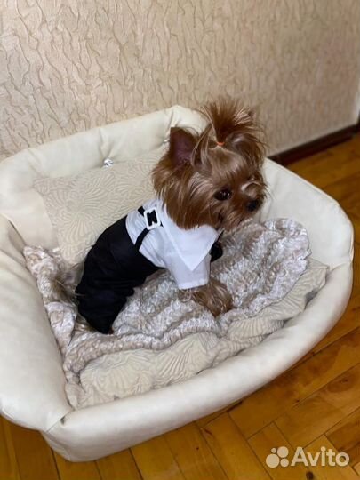 Йоркширский терьер вязка мальчик