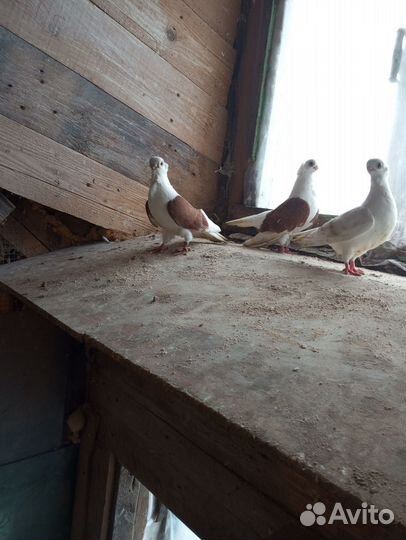 Голуби
