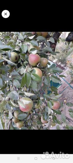 Груши, слива,баклажаны, кабачки