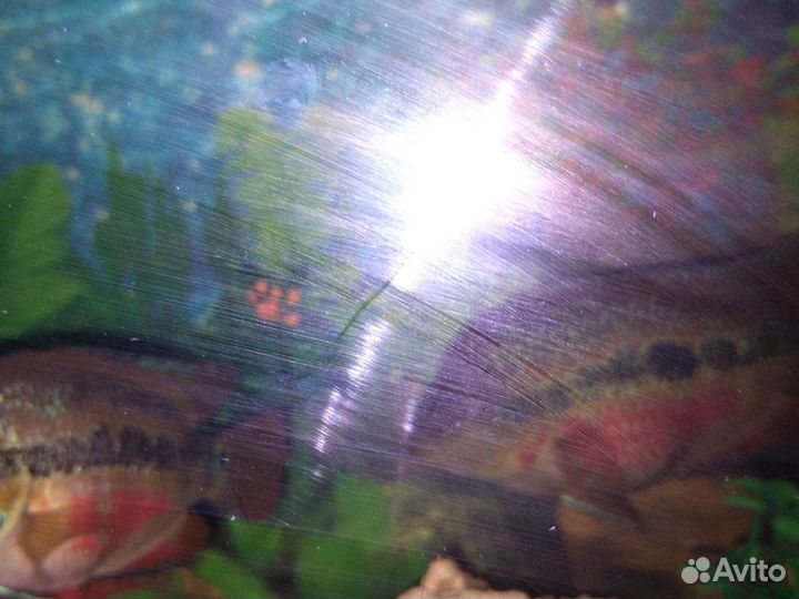 Аквариумные рыбы