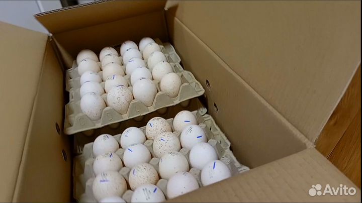 Индюшата биг6 и хайбрид конвертер