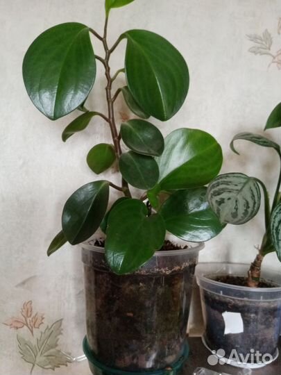 Пиперомия, фиалки и др