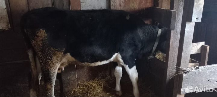 Перва-тёлка