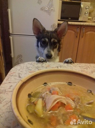 Потерялась собака