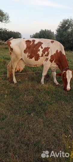Корова высокоудойная