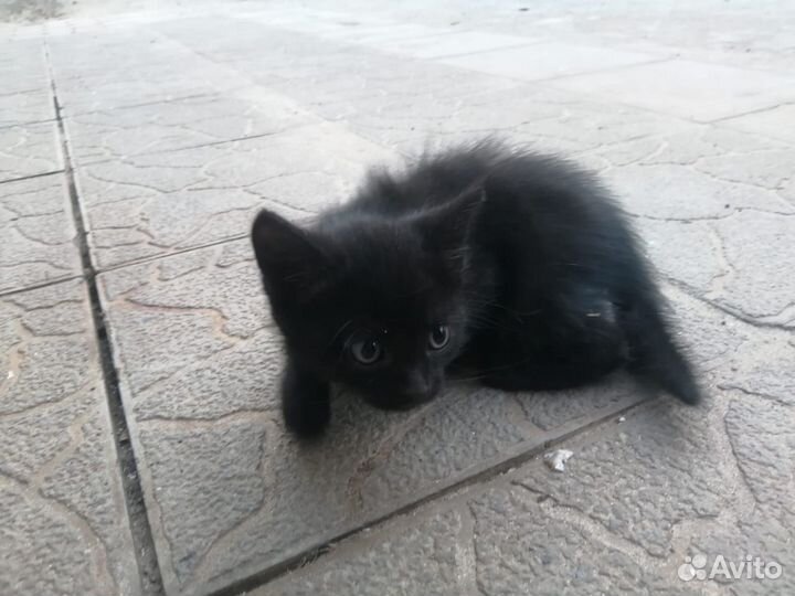 Домашние животные котята