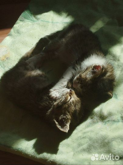 Отдаем двух маленьких котят
