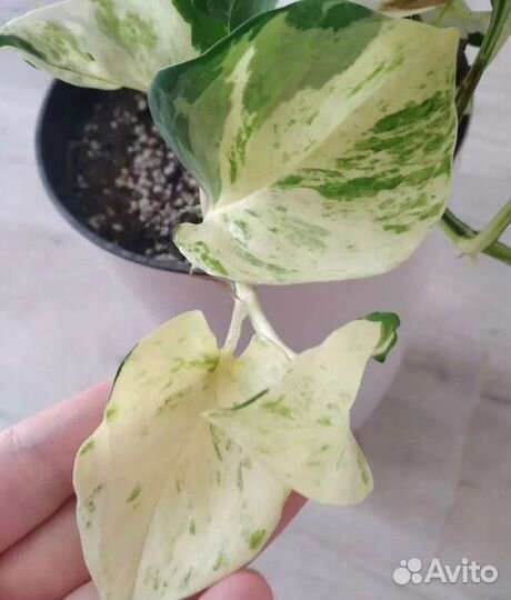 Сциндапсусы, Эпипремнумы и др. (ч.3)