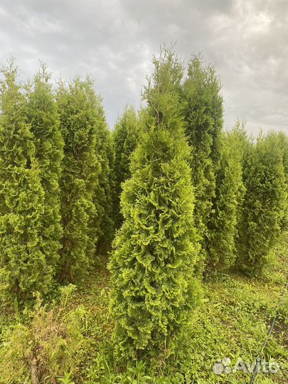 Туя колумна