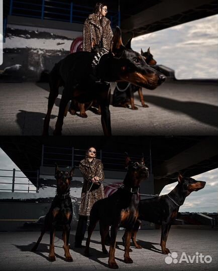 Доберман -прогулка,знакомство с породой,фотосессия