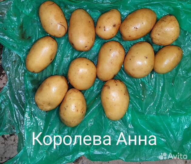 Картофель семенной Королева Анна