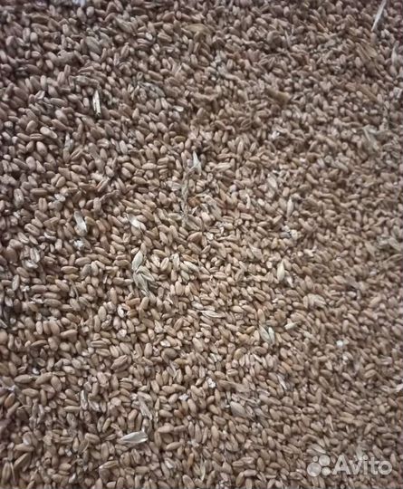 Фуражный горох