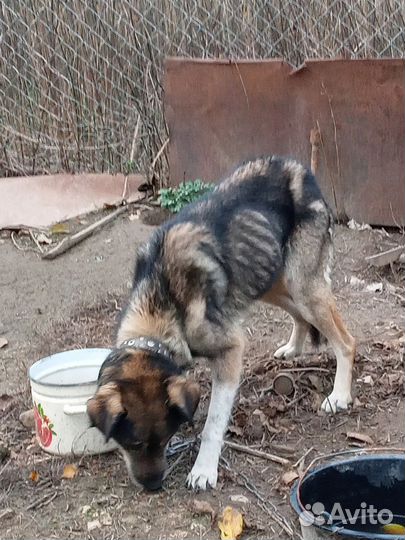Тобику нужен дом