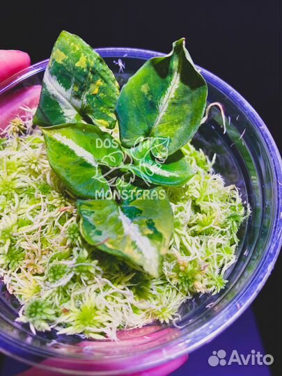 Сингониум scrambled eggs - яичница