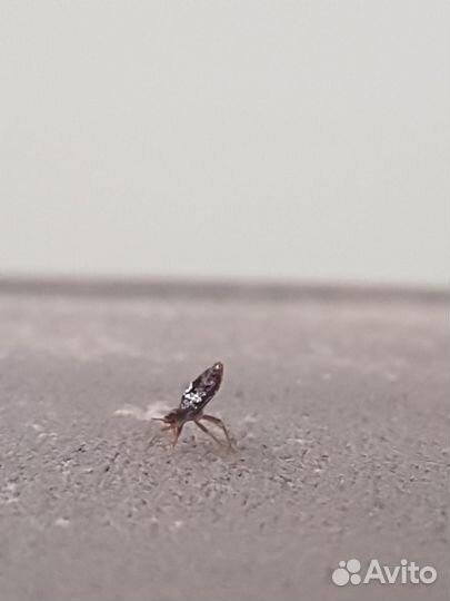 Дезинсекция уничтожение клопов, тараканов мышей