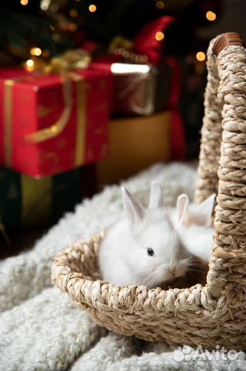 Мини карликовый кролик