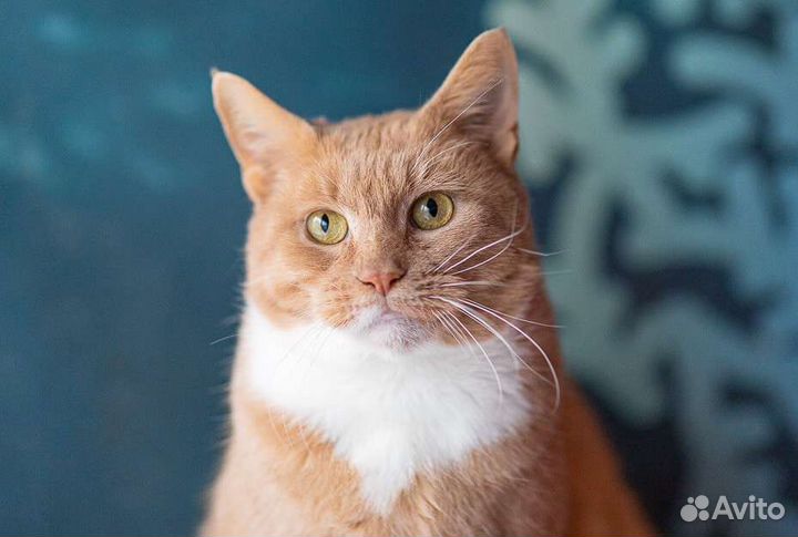 Папайя ищет дом