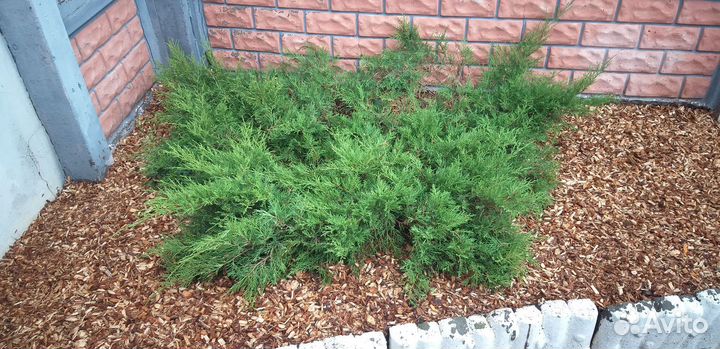 Щепа - мульча