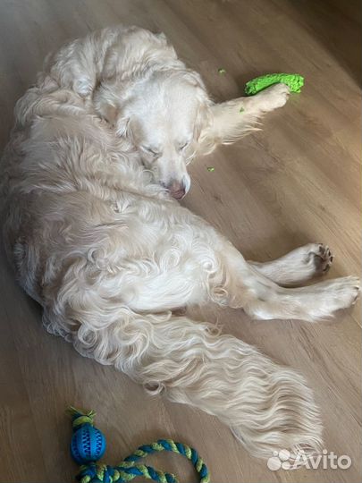 Дрессировка/воспитание собак