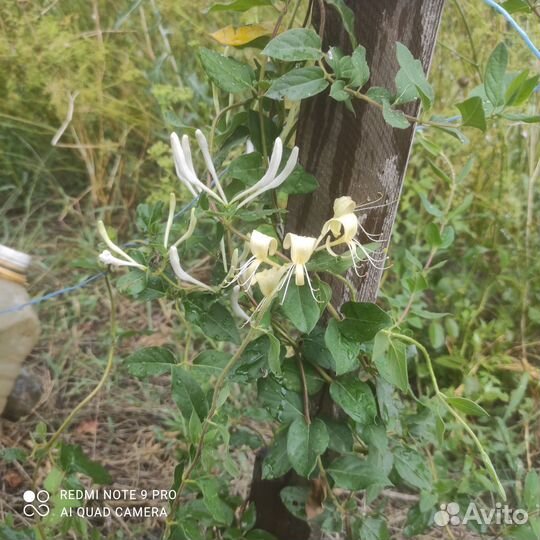 Клематис, ромашка,роы