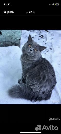 Британские котята