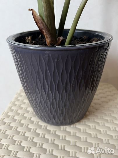 Замиокулькас