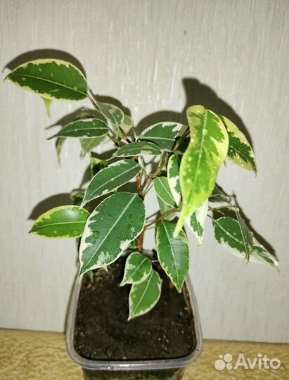 Фикус Бенджамина сорт 