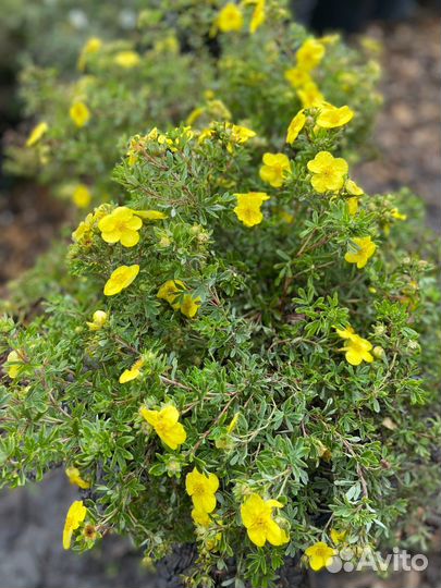 Лапчатка кустарниковая