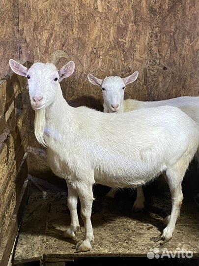 Козы козлята