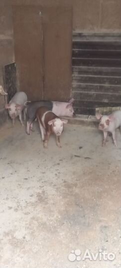 Поросята ландрас дюрок