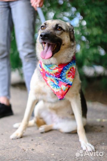 Собака в дар