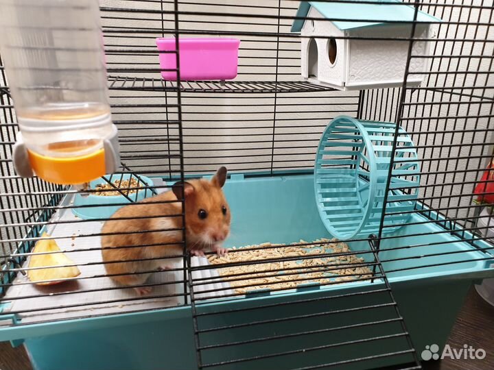 Продам сирийских хомяков