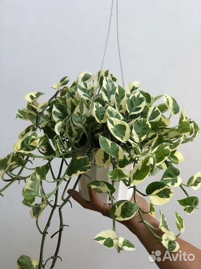 Сциндапсус N'joy